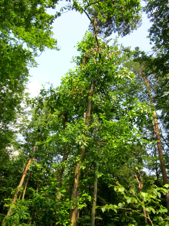 20130713Edelkastanie_Schwetzinger_Hardt07