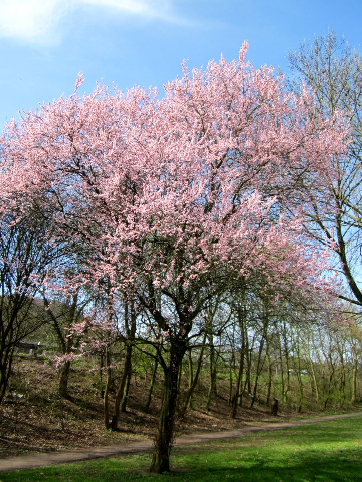 20130416Prunus_cerasifera_Saarbruecken5