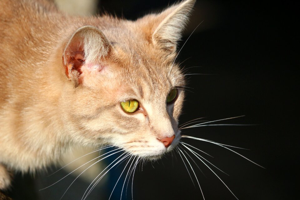 Breed cat mackerel cat's eyes