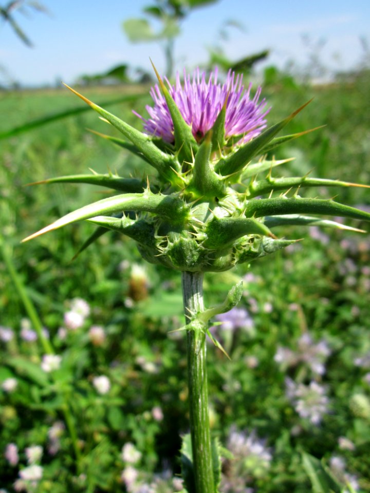 20130727Silybum_marianum1