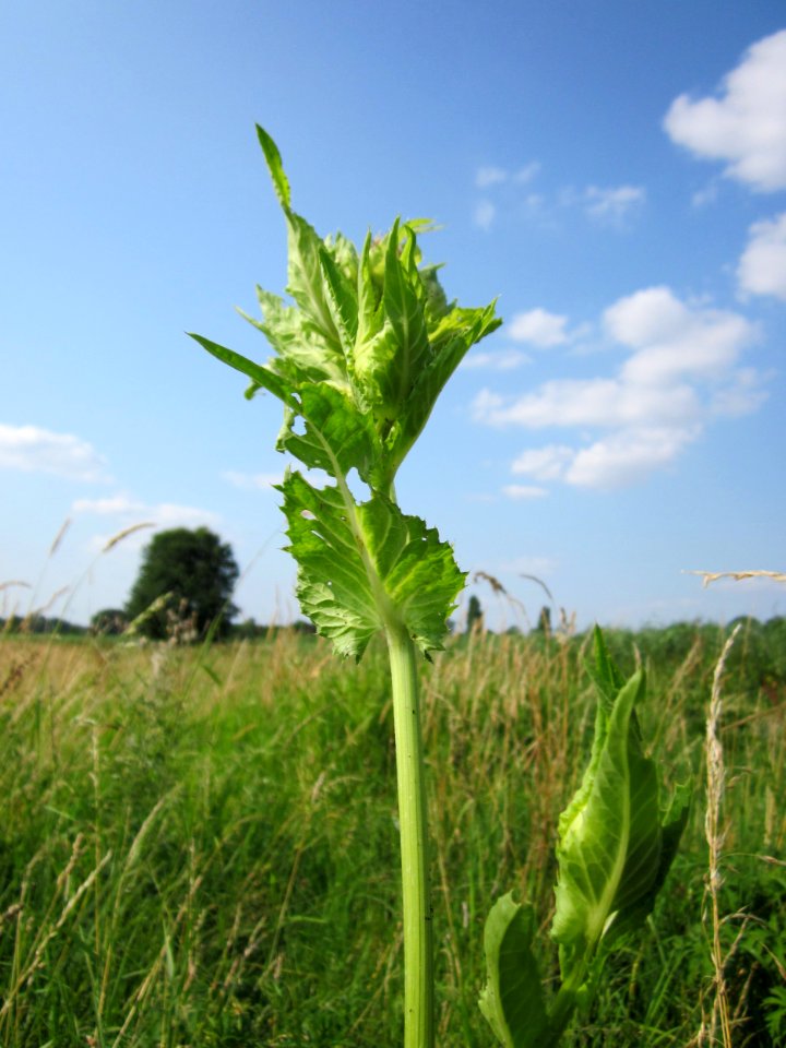 20130713Cirsium_oleraceum2