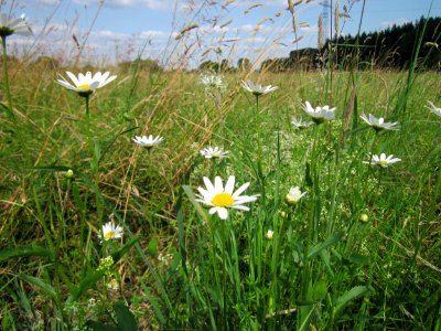 20130712Leucanthemum_vulgare1