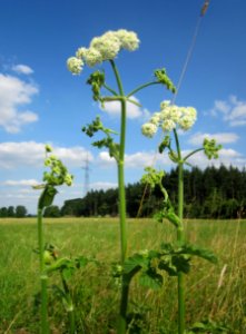 20130712Heracleum_sphondylium1