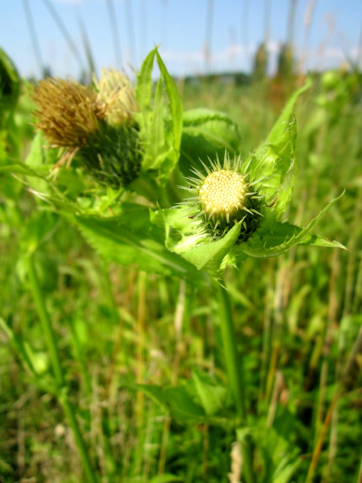 20130713Cirsium_oleraceum7