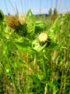 20130713Cirsium_oleraceum7
