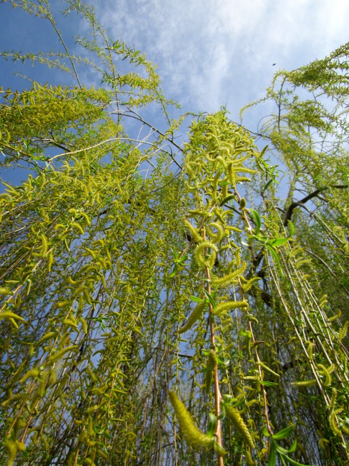 20130416Salix_×_sepulcralis3
