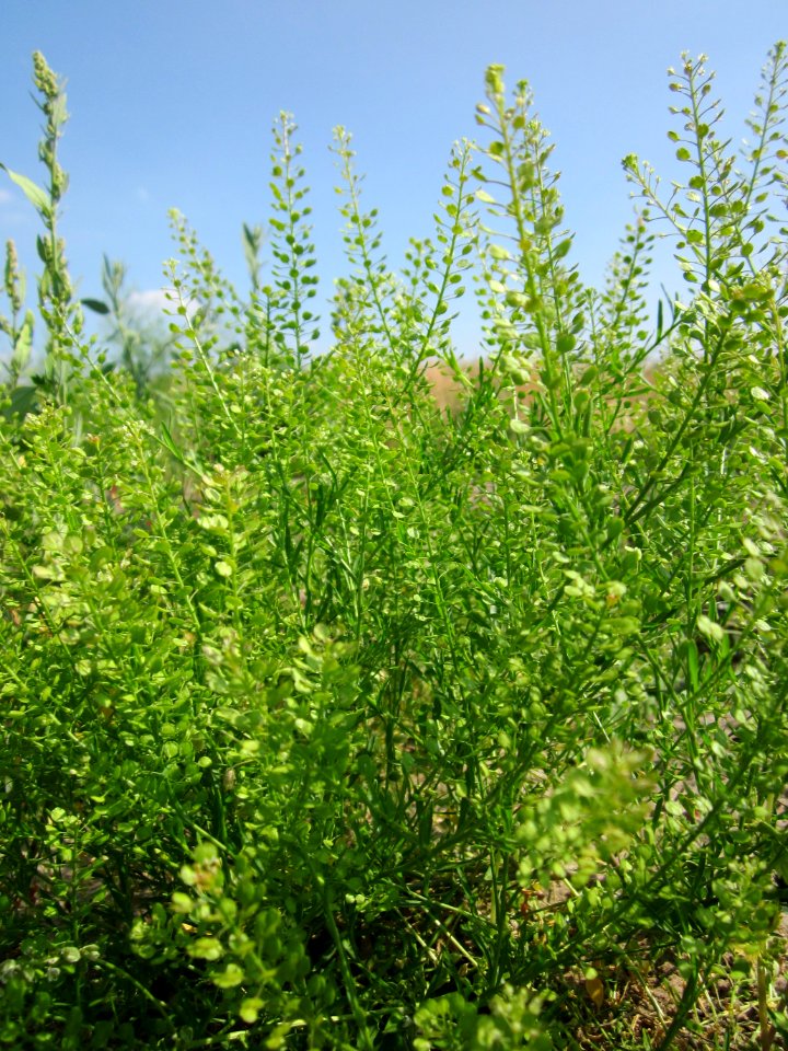 20130715Lepidium_virginicum