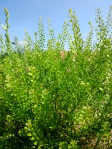 20130715Lepidium_virginicum