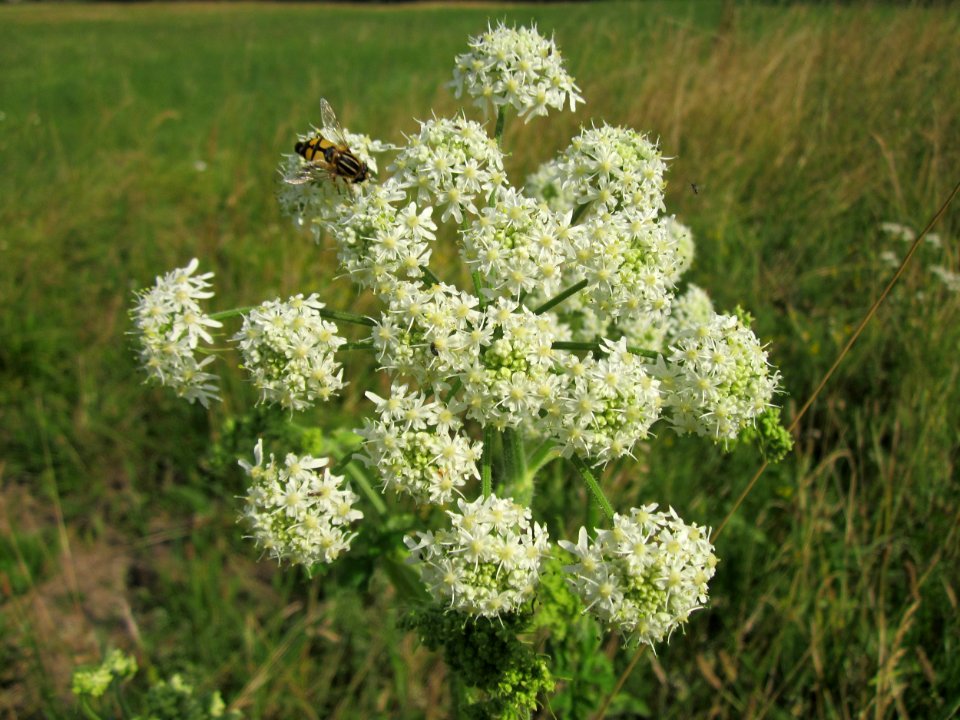 20130712Heracleum_sphondylium2