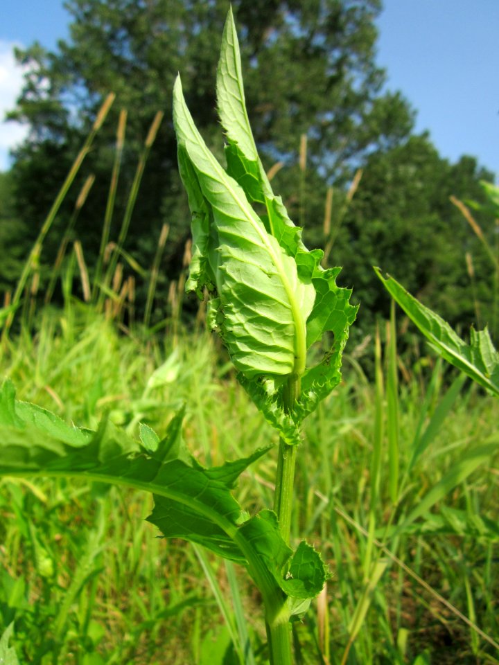 20130713Cirsium_oleraceum3