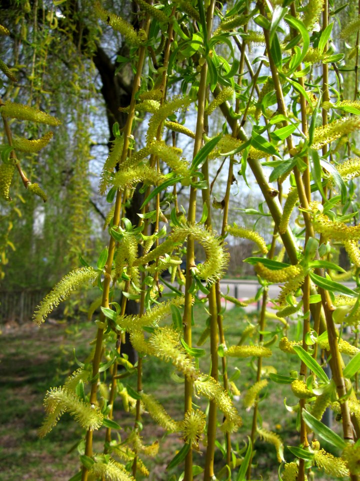 20130416Salix_×_sepulcralis4