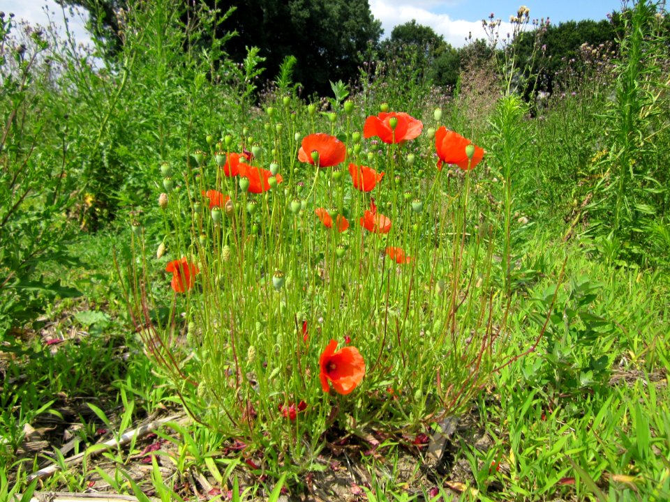 20130712Klatschmohn_Hockenheim