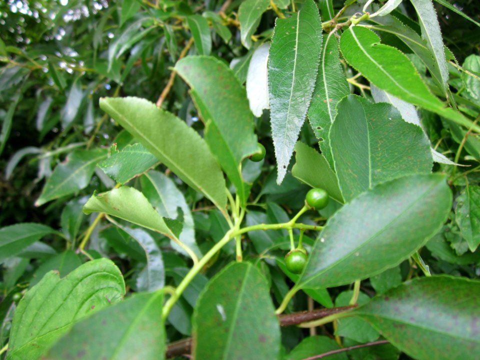 20130712Prunus_padus4