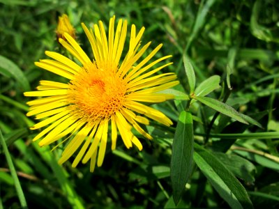 20130711Naturschutzgebiet_Oder4