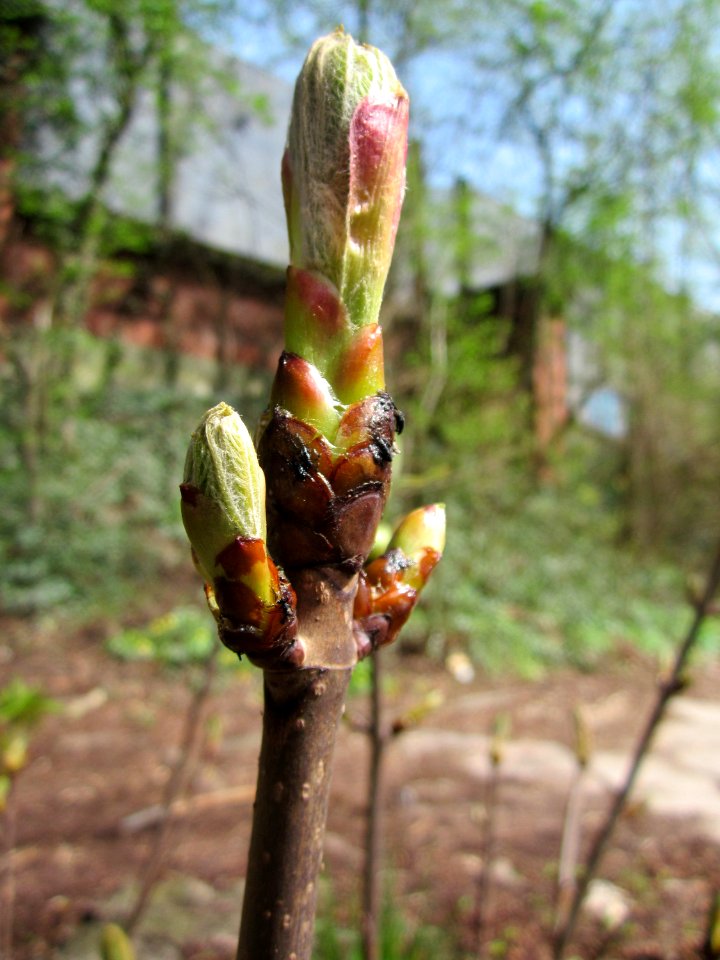 20130416Rosskastanie_Saarbruecken2