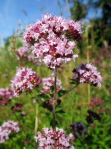 20130714Origanum_vulgare2