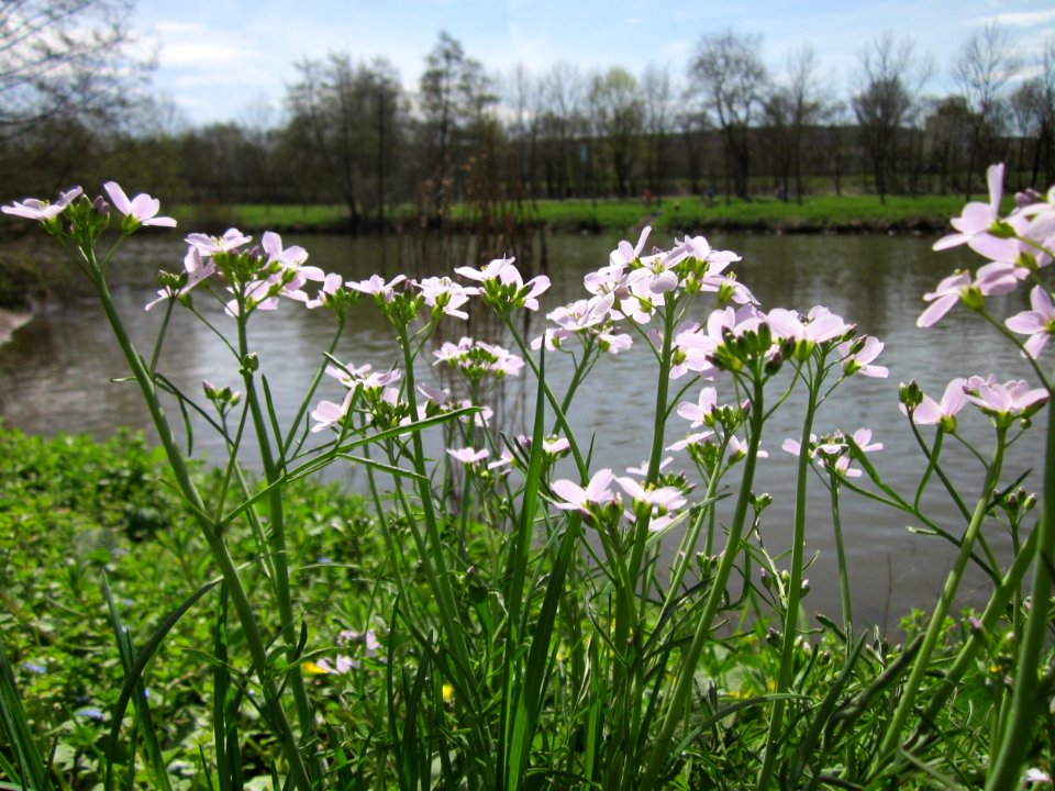 20130417Cardamine_pratensis4
