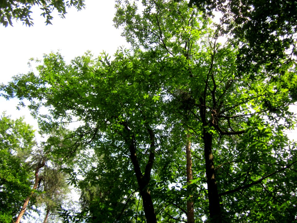 20130713Edelkastanie_Schwetzinger_Hardt08