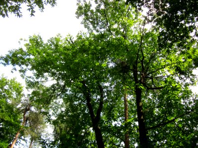 20130713Edelkastanie_Schwetzinger_Hardt08