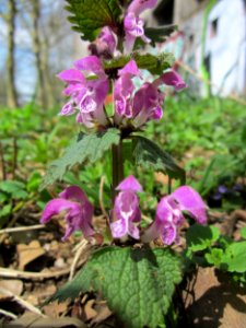 20130417Gefleckte_Taubnessel_Saarbruecken05