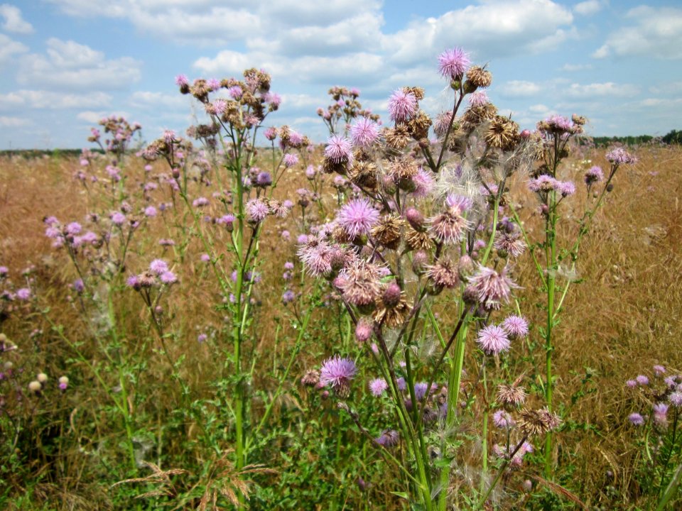 20130712Cirsium_arvense1