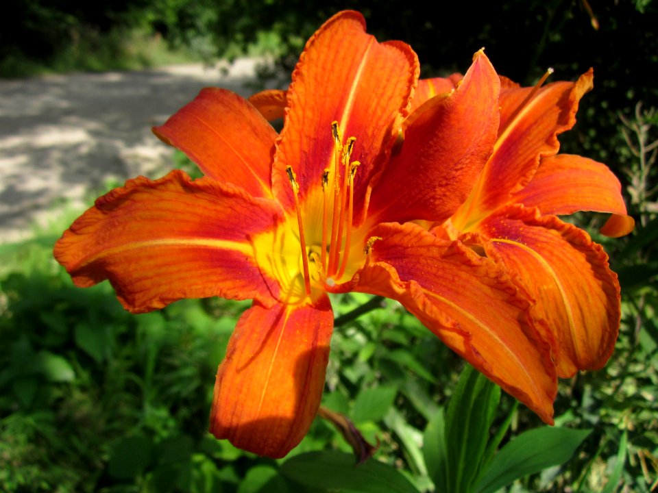 20130711Lilie_Rhein4