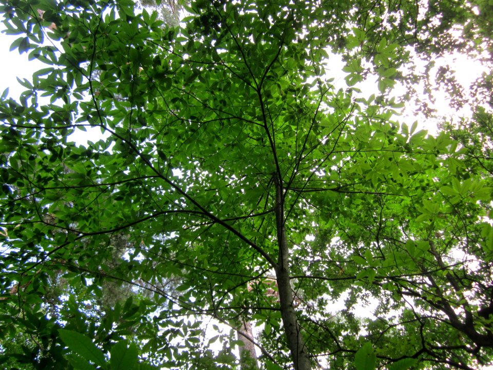 20130713Edelkastanie_Schwetzinger_Hardt03