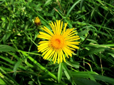 20130711Naturschutzgebiet_Oder2