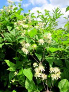 20130711Waldrebe_Hockenheimer_Rheinbogen07