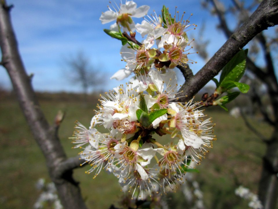 20130414Prunus_cerasifera_Reilingen20