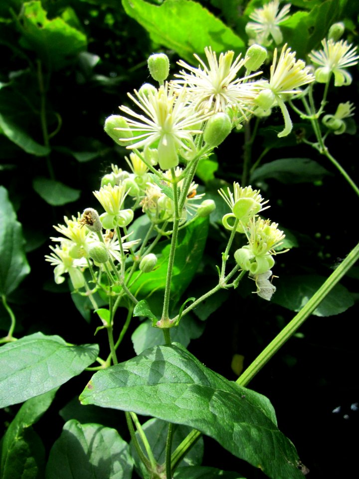 20130711Waldrebe_Hockenheimer_Rheinbogen05
