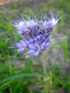 20130711Phazelie_Ketsch1