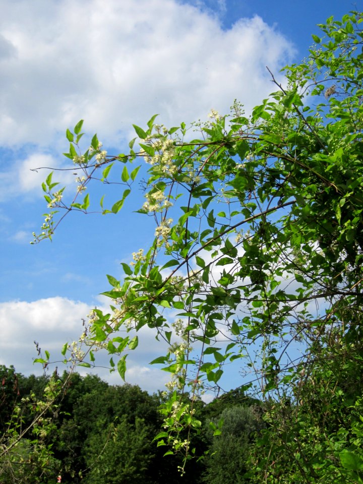 20130711Waldrebe_Hockenheimer_Rheinbogen12