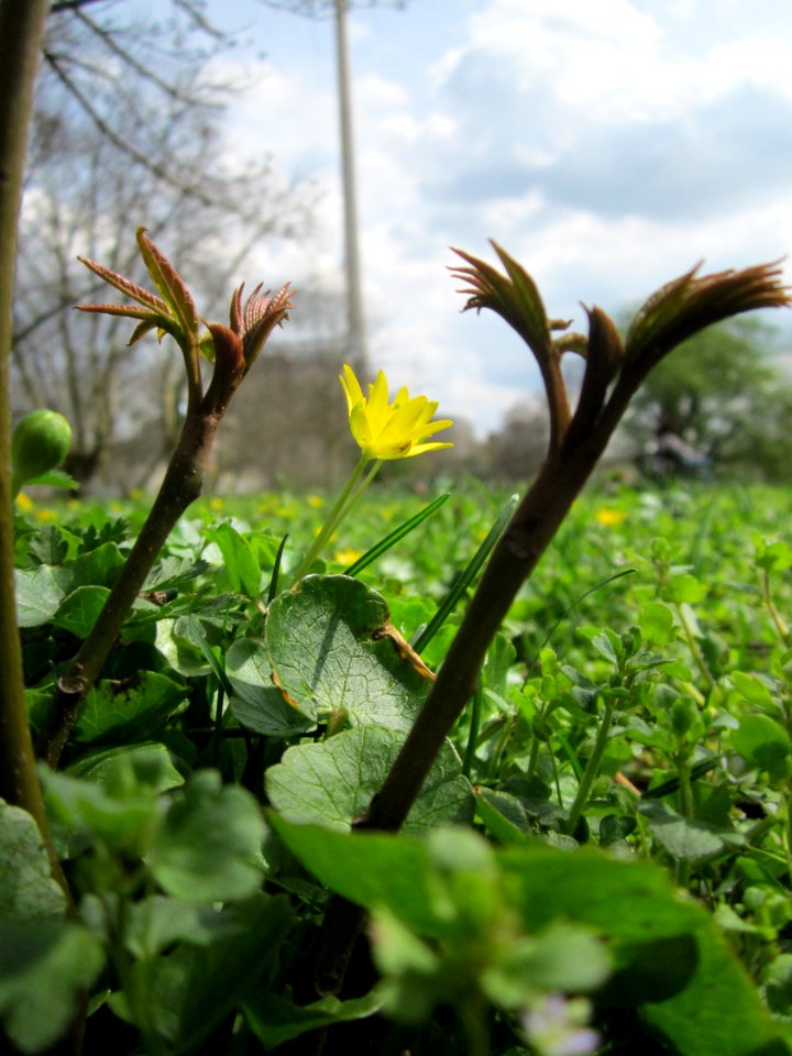 20130416Fluegelnuss_Saarbruecken4