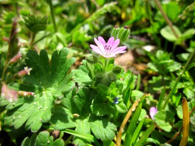20130416Geranium_molle1