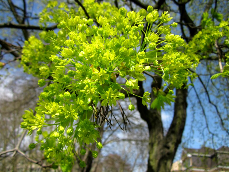 20130417Acer_platanoides3