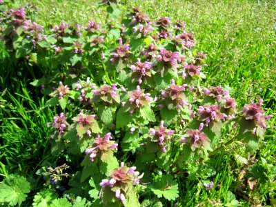 20130417Lamium_purpureum1