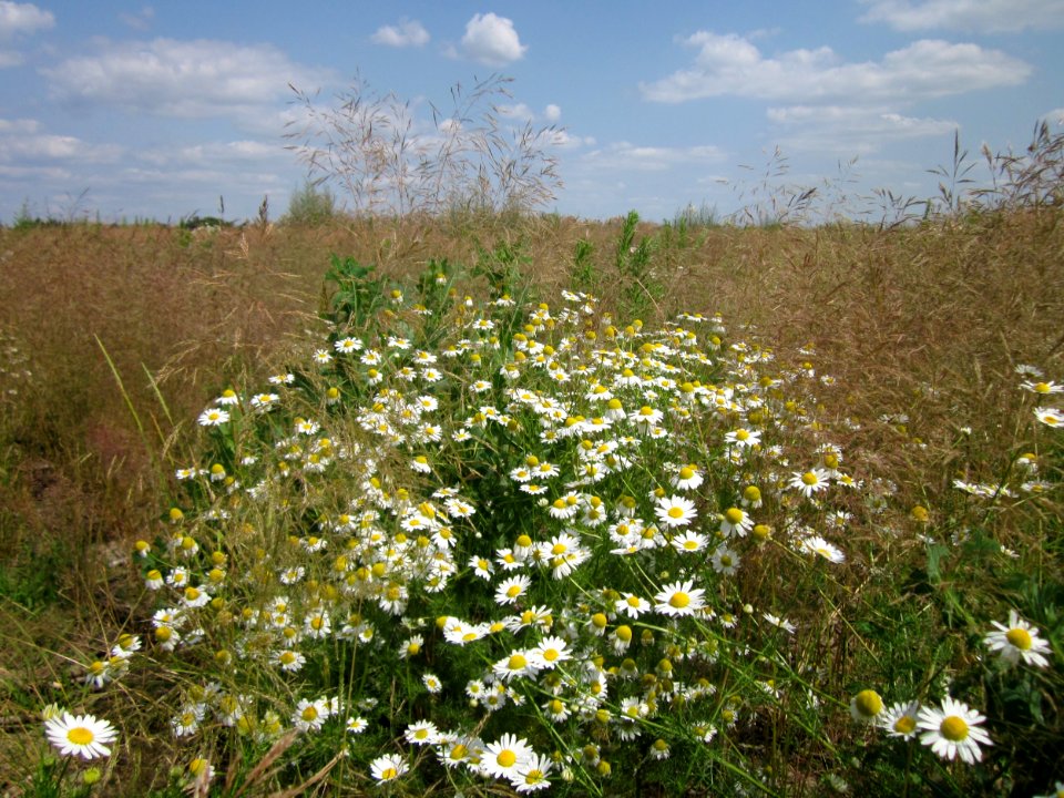 20130712Falsche_Kamille_Hockenheim
