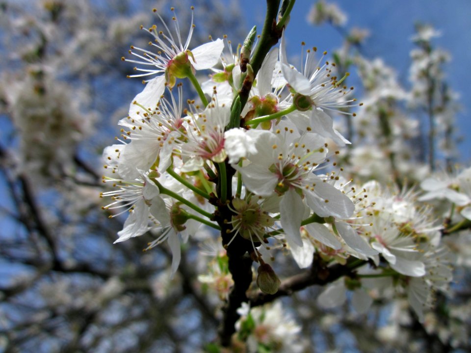 20130416Prunus_cerasifera_Saarbruecken2