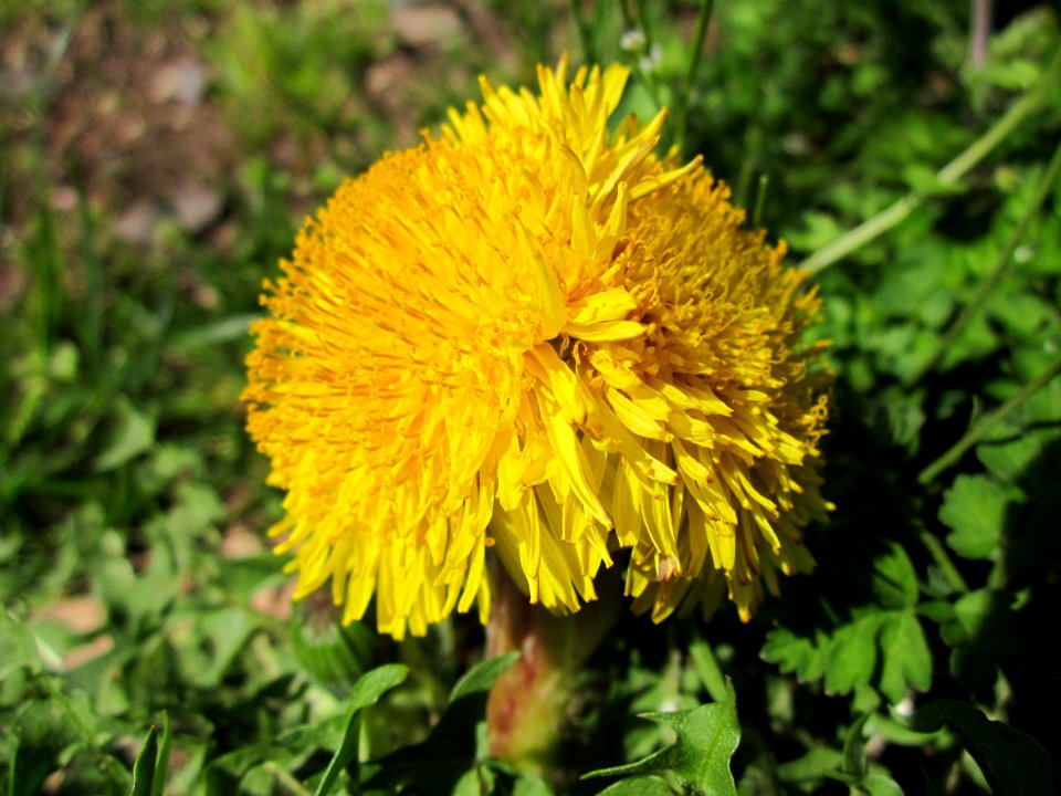 20130417Loewenzahn_Saarbruecken3
