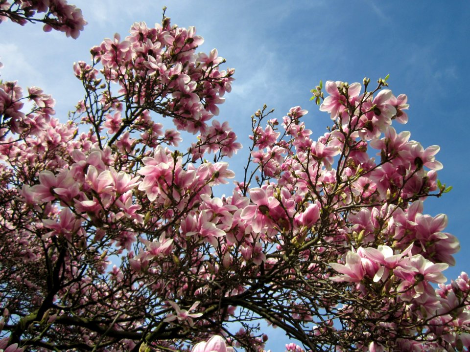 20130417Magnolia_×_soulangeana2