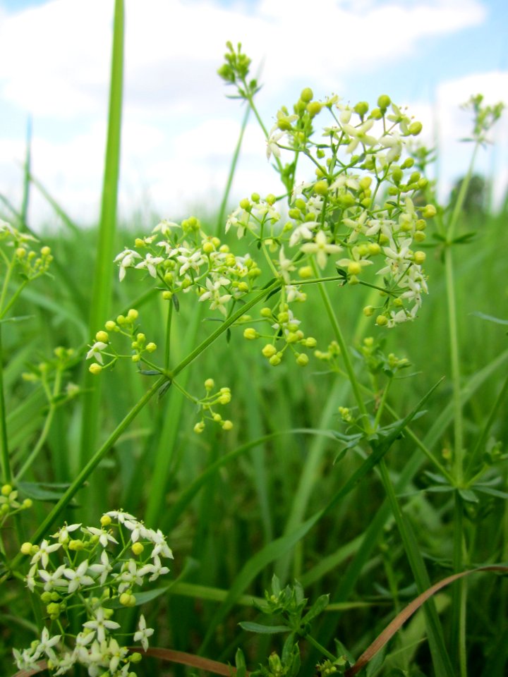 20130712Galium_mollugo