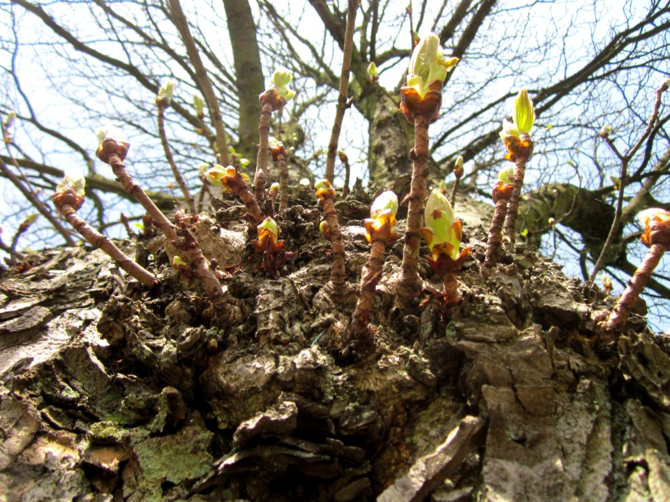 20130416Rosskastanie_Saarbruecken3