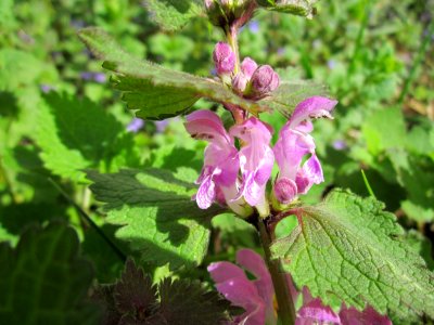 20130417Gefleckte_Taubnessel_Saarbruecken07