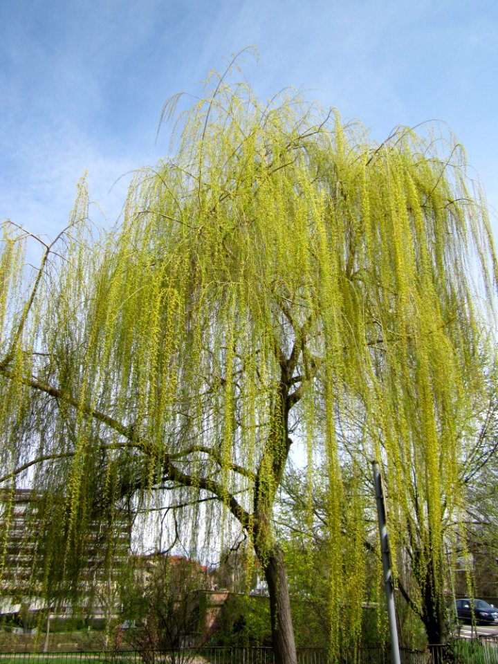 20130416Salix_×_sepulcralis2