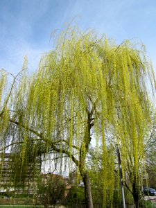 20130416Salix_×_sepulcralis2