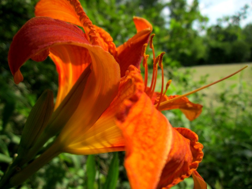 20130711Lilie_Rhein5