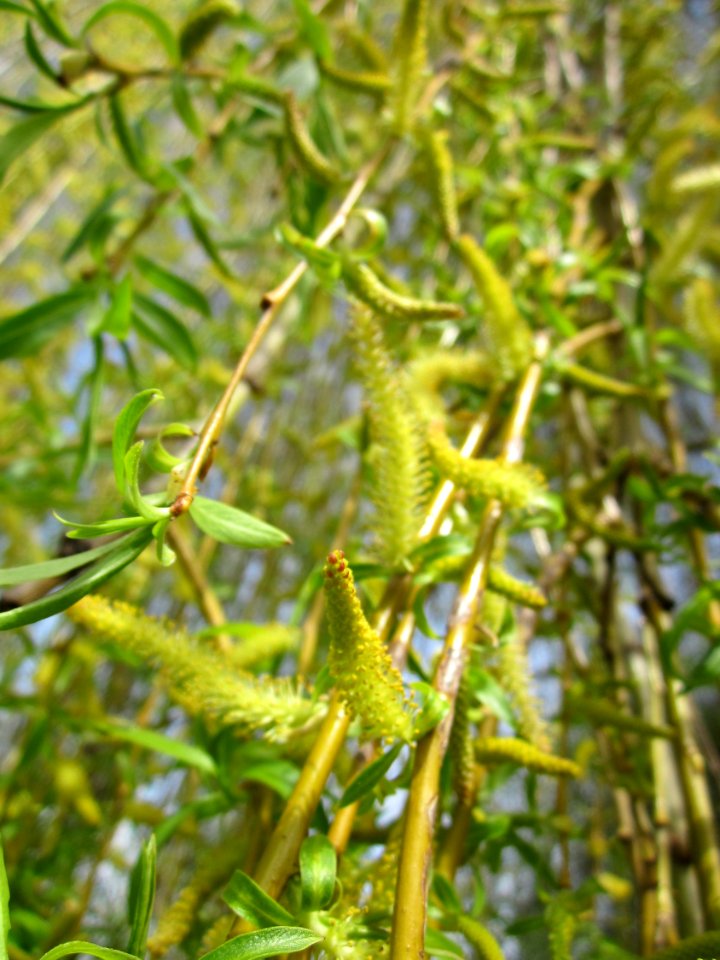 20130416Salix_×_sepulcralis6