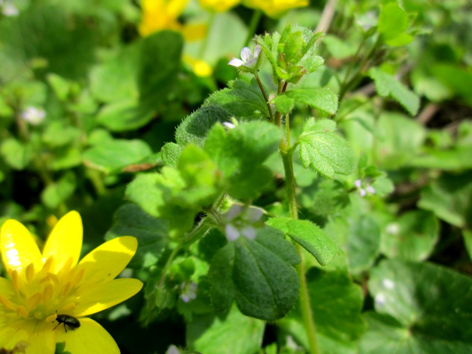 20130416Veronica_hederifolia2