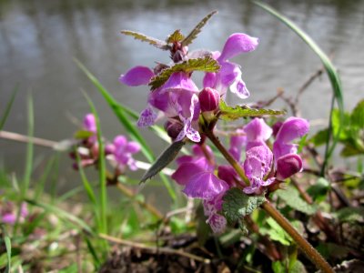 20130417Gefleckte_Taubnessel_Saarbruecken10